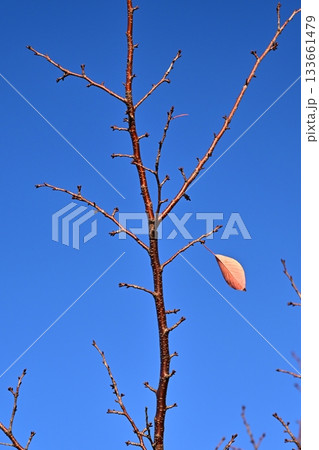 冬イメージ(winter image) 133661479