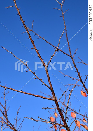 冬イメージ(winter image) 133661480