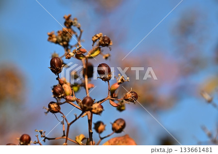 冬イメージ(winter image) 133661481