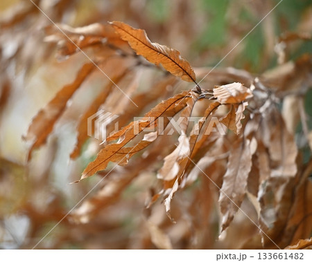 冬イメージ(winter image) 133661482