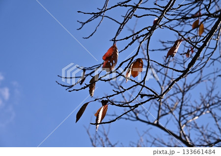 冬イメージ(winter image) 133661484