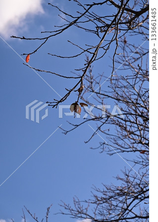 冬イメージ(winter image) 133661485