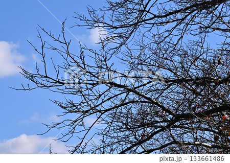 冬イメージ(winter image) 133661486