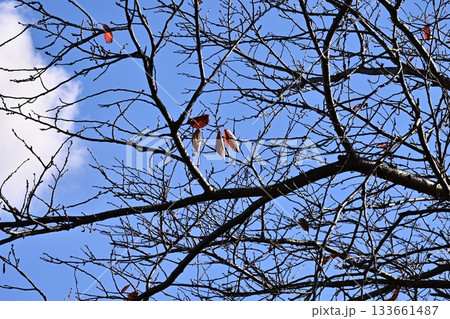 冬イメージ(winter image) 133661487