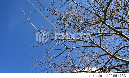 冬イメージ(winter image) 133661488