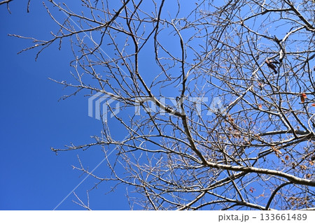 冬イメージ(winter image) 133661489