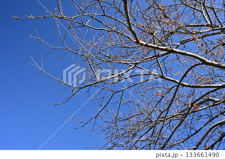 冬イメージ(winter image) 133661490