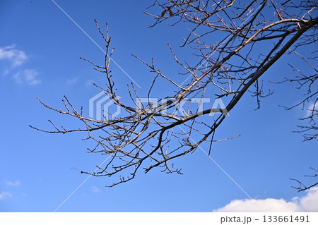 冬イメージ(winter image) 133661491