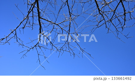 冬イメージ(winter image) 133661492