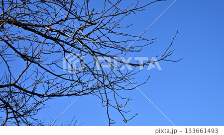 冬イメージ(winter image) 133661493