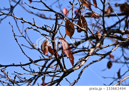 冬イメージ(winter image) 133661494