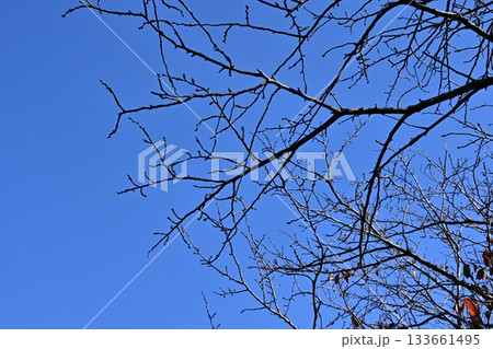 冬イメージ(winter image) 133661495