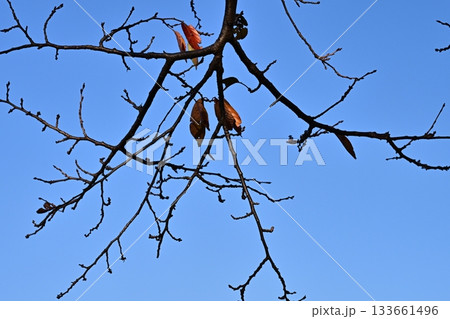 冬イメージ(winter image) 133661496