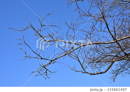 冬イメージ(winter image) 133661497