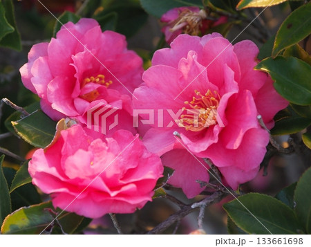 美しいサザンカ (山茶花:Camellia sasanqua) 美しいサザンカ (山茶花:Camellia sasanqua) 133661698