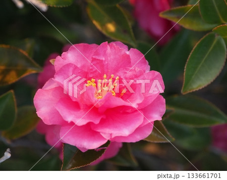 美しいサザンカ　(山茶花：Camellia sasanqua) 133661701