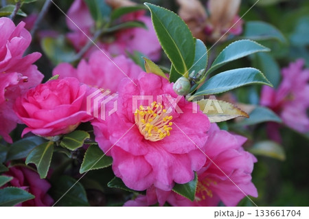 美しいサザンカ (山茶花:Camellia sasanqua) 美しいサザンカ (山茶花:Camellia sasanqua) 133661704
