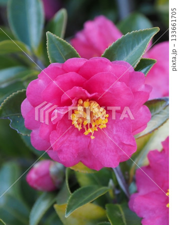 美しいサザンカ (山茶花:Camellia sasanqua) 美しいサザンカ (山茶花:Camellia sasanqua) 133661705
