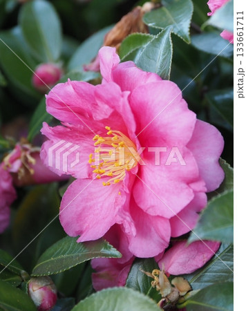 美しいサザンカ (山茶花:Camellia sasanqua) 美しいサザンカ (山茶花:Camellia sasanqua) 133661711