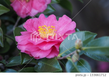 美しいサザンカ (山茶花:Camellia sasanqua) 美しいサザンカ (山茶花:Camellia sasanqua) 133661712