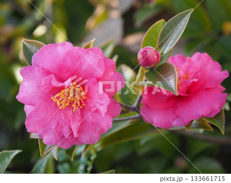 美しいサザンカ　(山茶花：Camellia sasanqua) 133661715