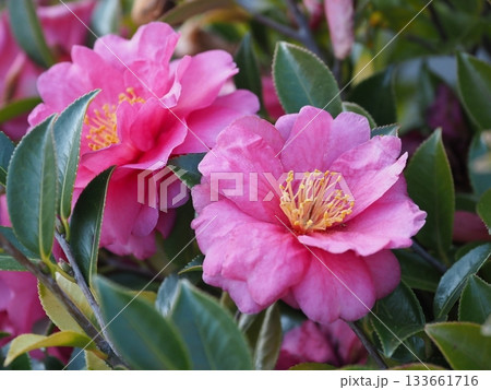 美しいサザンカ (山茶花:Camellia sasanqua) 美しいサザンカ (山茶花:Camellia sasanqua) 133661716