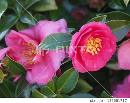 美しいサザンカ　(山茶花：Camellia sasanqua) 133661717