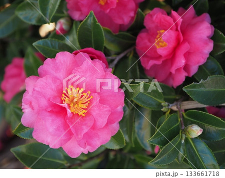 美しいサザンカ　(山茶花：Camellia sasanqua) 133661718