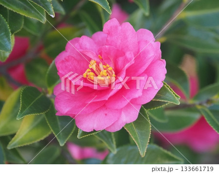美しいサザンカ　(山茶花：Camellia sasanqua) 133661719