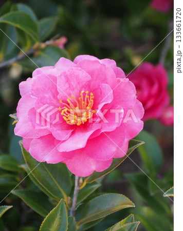美しいサザンカ　(山茶花：Camellia sasanqua) 133661720