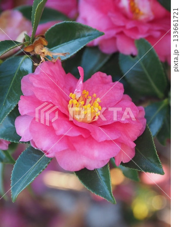 美しいサザンカ　(山茶花：Camellia sasanqua) 133661721