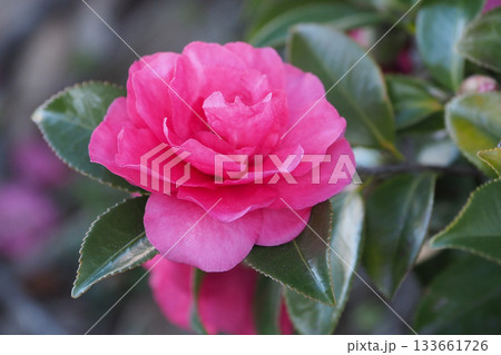 美しいサザンカ　(山茶花：Camellia sasanqua) 133661726