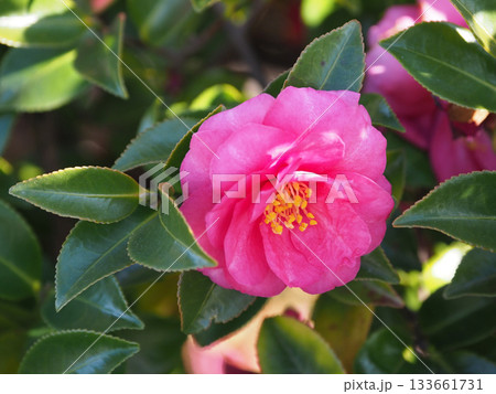 美しいサザンカ (山茶花:Camellia sasanqua) 美しいサザンカ (山茶花:Camellia sasanqua) 133661731