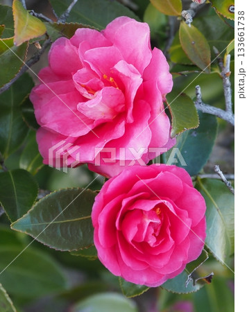 美しいサザンカ　(山茶花：Camellia sasanqua) 133661738