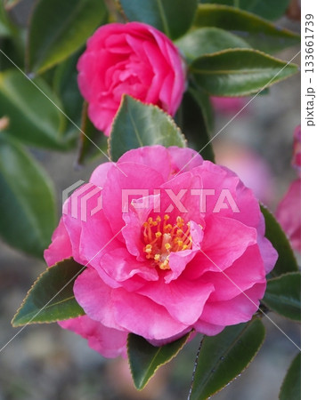美しいサザンカ　(山茶花：Camellia sasanqua) 133661739