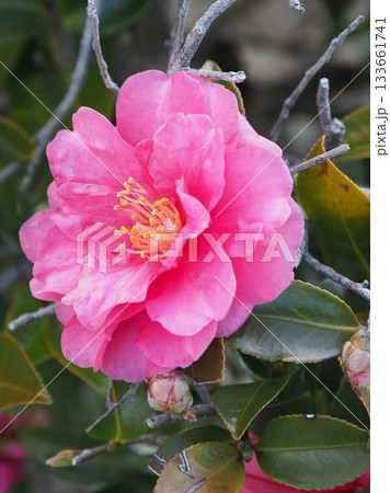 美しいサザンカ　(山茶花：Camellia sasanqua) 133661741