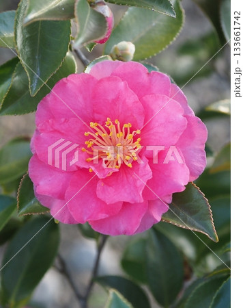 美しいサザンカ　(山茶花：Camellia sasanqua) 133661742