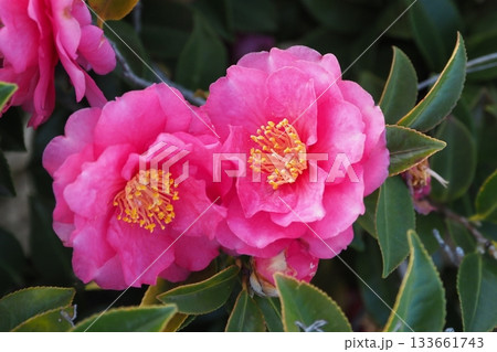 美しいサザンカ (山茶花:Camellia sasanqua) 美しいサザンカ (山茶花:Camellia sasanqua) 133661743