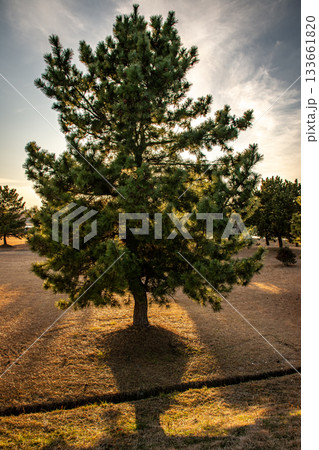 冬の陽光に照らされる一本松と長い影の風景(茨城県) 冬の陽光に照らされる一本松と長い影の風景(茨城県) 133661820