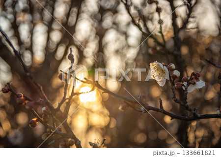 夕日に照らされる茨城県の梅の花と春の訪れ 夕日に照らされる茨城県の梅の花と春の訪れ 133661821