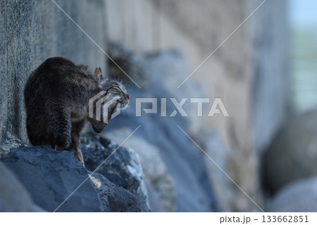 相島岸壁の猫 133662851