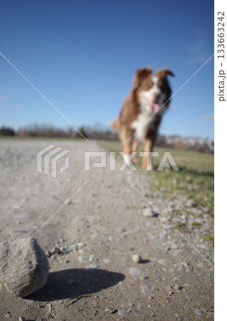 Blurred Dog on Gravel Path with Blue Sky and Rock 133663242