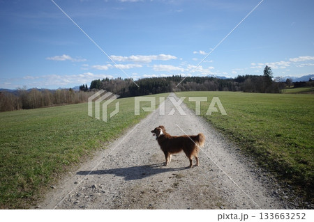 Australian Shepherd Dog on Country Road 133663252