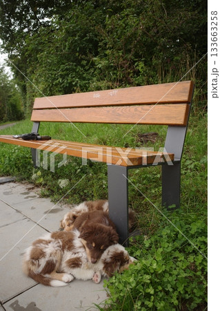 Dog Resting by Park Bench 133663258