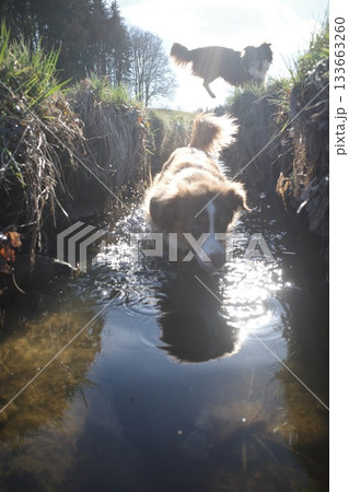 Dog Shaking Off Water Outdoors with Sun Flare Dog Shaking Off Water Outdoors with Sun Flare 133663260