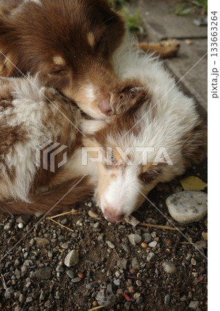 Two Australian Shepherd Puppies Cuddling on the Ground Two Australian Shepherd Puppies Cuddling on the Ground 133663264