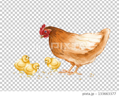 Brown hen mom with newborn chicks peck grain. Watercolor illustration in natural colors. A chicken family on an isolated background. Realistic poultry yard clipart for the design of farm products and Brown hen mom with newborn chicks peck grain. Watercolor illustration in natural colors. A chicken family on an isolated background. Realistic poultry yard clipart for the design of farm products and 133663377