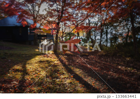 紅葉の芦ノ湖、湖尻の隠れ家より 紅葉の芦ノ湖、湖尻の隠れ家より 133663441