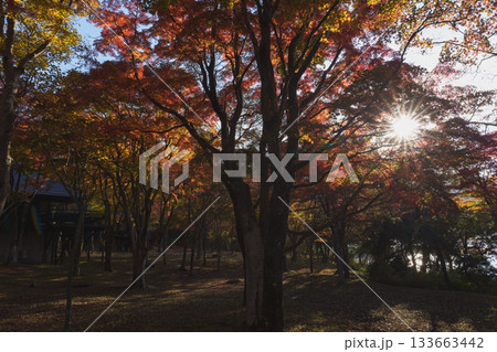 紅葉の芦ノ湖、湖尻の隠れ家より 紅葉の芦ノ湖、湖尻の隠れ家より 133663442