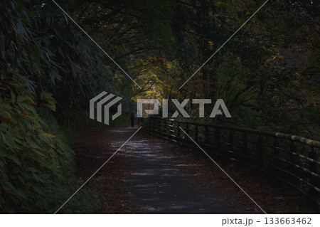 紅葉の芦ノ湖　湖尻から箱根園まで散策 133663462